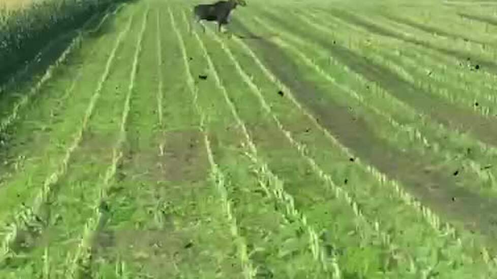 Wild gespot in de mais
