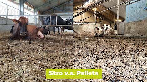 Pellets in de stal