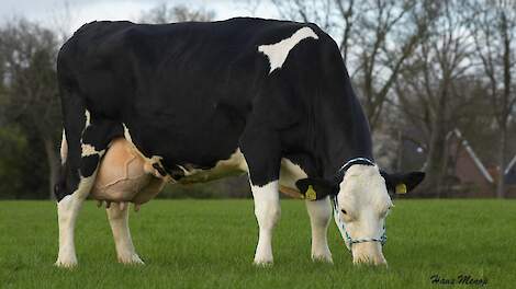 Fleckvieh-koeien van melkveehouder Tetteroo doen in melkproductie niet onder voor Holstein