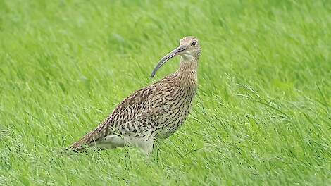 Video: BoerenNatuur Kennisuur over de Wulp