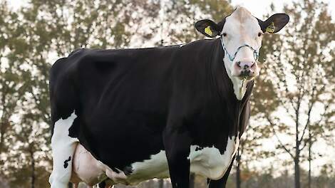 ‘Fleckvieh is juist als kruisingsras tot grote prestaties in staat’