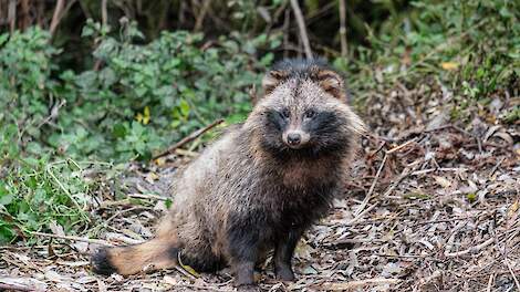 Wasbeerhond steeds grotere dreiging voor grondbroeders