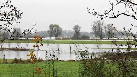 IJsselvallei-boeren krimpen veestapel vrijwillig in