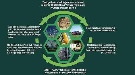 Voldoe aan de rustgewassenplicht met 4 strategieën voor duurzame maïsteelt. Ontdek daarbij hoe ook  HYVIDO®Neo, SY SILVERBULL en andere oplossingen je bedrijf verder kunnen helpen