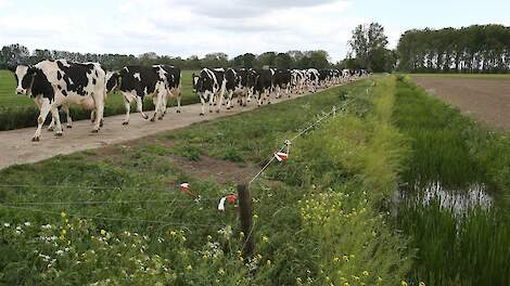 Koeien op het kavelpad. Bij het project Meet Weet Weidegang worden de komende drie weideseizoenen realtime de uren weidegang per koe vastgelegd.