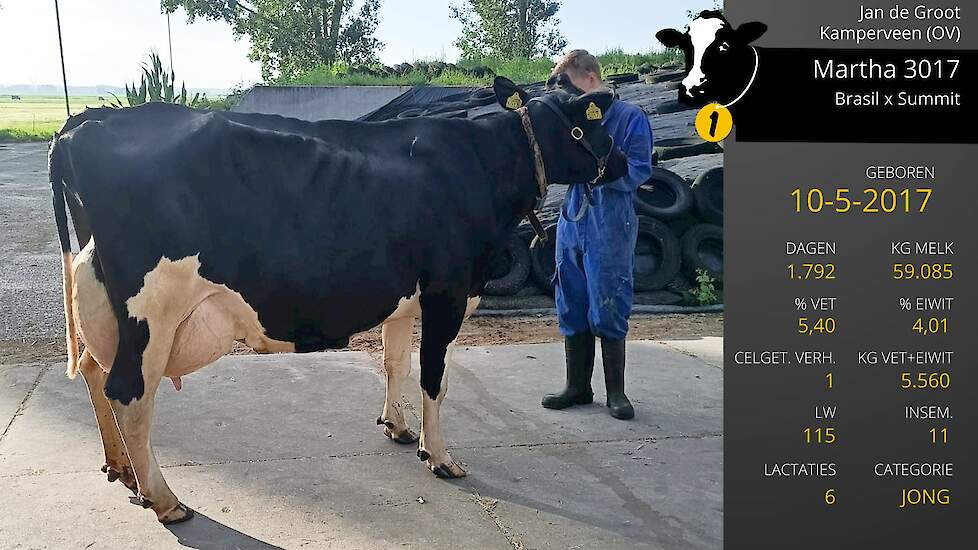 Video: Beste Boerenkoe Martha 3017; probleemloze koe met hoge gehaltes