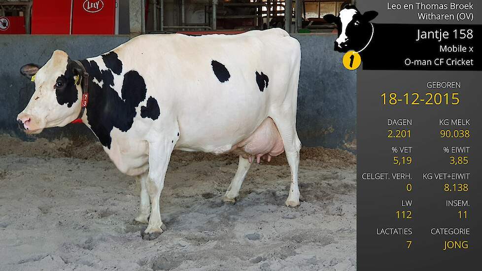 Video: Beste Boerenkoe Jantje 158; geeft veel melk en kan nog jaren mee