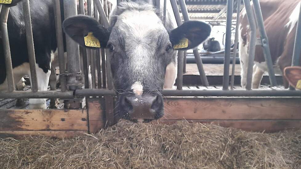 De dieren voor in de vleespakketten zijn half Hollstein en half Belgisch Witblauw. Ze groeien op tussen het jongvee op het bedrijf.