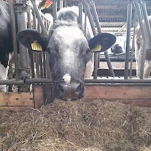 De dieren voor in de vleespakketten zijn half Hollstein en half Belgisch Witblauw. Ze groeien op tussen het jongvee op het bedrijf.
