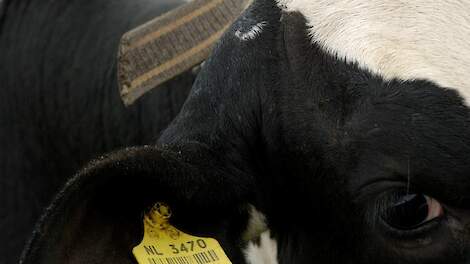 Melkveehouder met slordige I&R-registratie krijgt terecht minder subsidie van LVVN