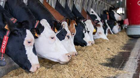 Een doordachte voerstrategie: de sleutel tot gezonde koeien en optimale melkproductie