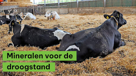 Droogstandsmineralen: waarom zijn ze zo belangrijk?