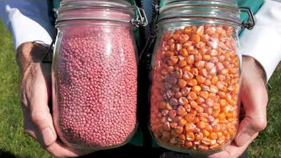 Sorghum & Mais in de Mix | DSV zaden Nederland