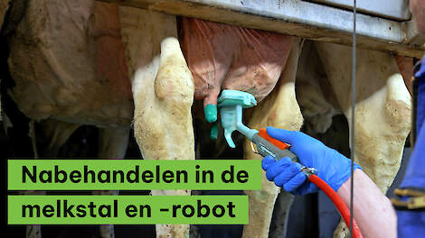 Nabehandelen in de melkstal en -robot