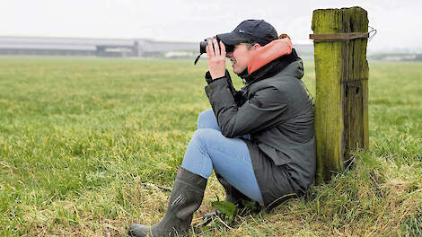 Knettergek op de wulp