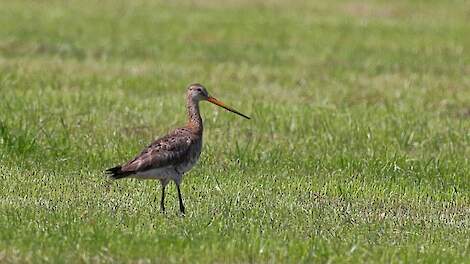 LTO Noord waarschuwt Friesland: 'Weidevogelgebied geen natuurgebied'