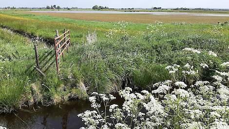 Friesland: herinrichting De Dulf-Janssenstichting goed voor weidevogels