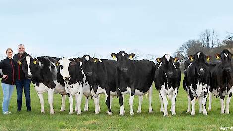 Veiling complete veestapel Dalenoord Holsteins