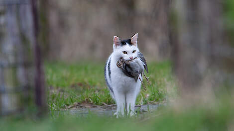 Ondanks kritiek zet Bond Friese VogelWachten de campagne 'Poes in de mand' door: 'We hebben bewijs'