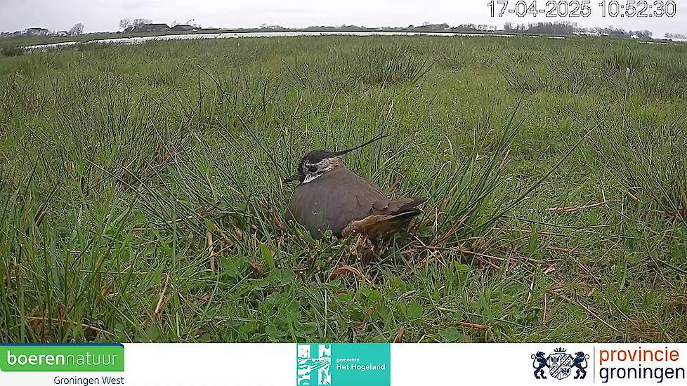 Beleef de boerenlandvogels van Groningen (nest)