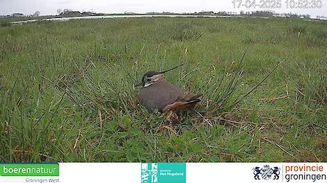 Beleef de boerenlandvogels van Groningen (nest)