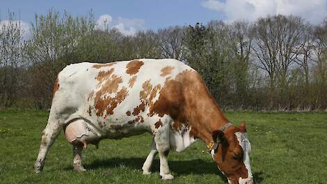 Oude rassen passen goed in nieuw systeem van natuurinclusieve boeren