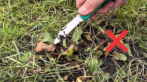 DSV zaden | Graslandcheck