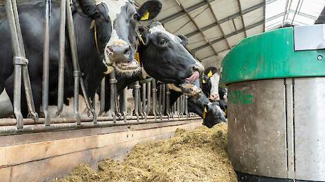 Kleine porties voer houden de pens gezond