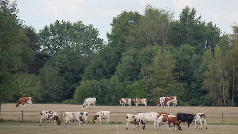 Risico’s klimaatverandering bij (zand)gronden: Wat te doen?