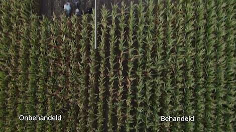 Heemskerk Dairy - Grow PEQ Maize Demo