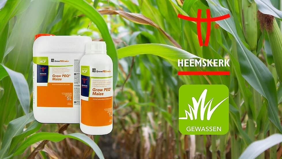 Grow PEQ Maize