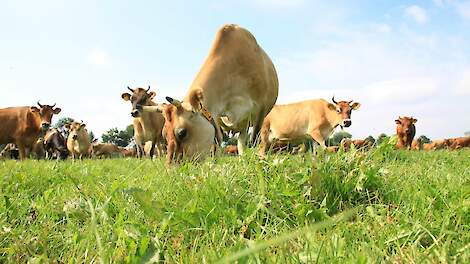 GLB-hervorming biedt meer ruimte voor graslandbeheer