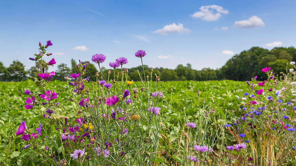 Bloemen aan landrand