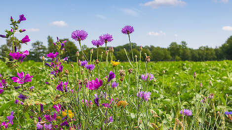 Hoe natuurinclusief is de biologische landbouw?