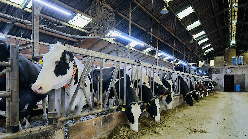 Koeien in stal met diverse soorten licht