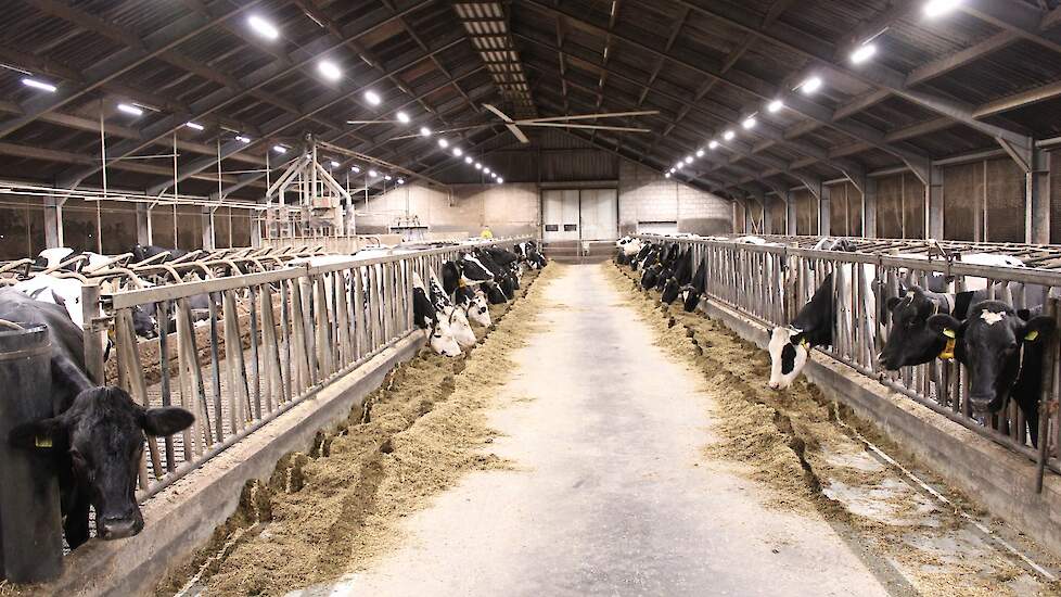 Koeien in stal met diverse soorten licht
