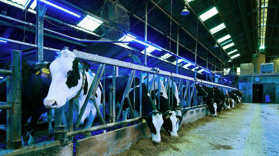 Koeien in stal met diverse soorten licht