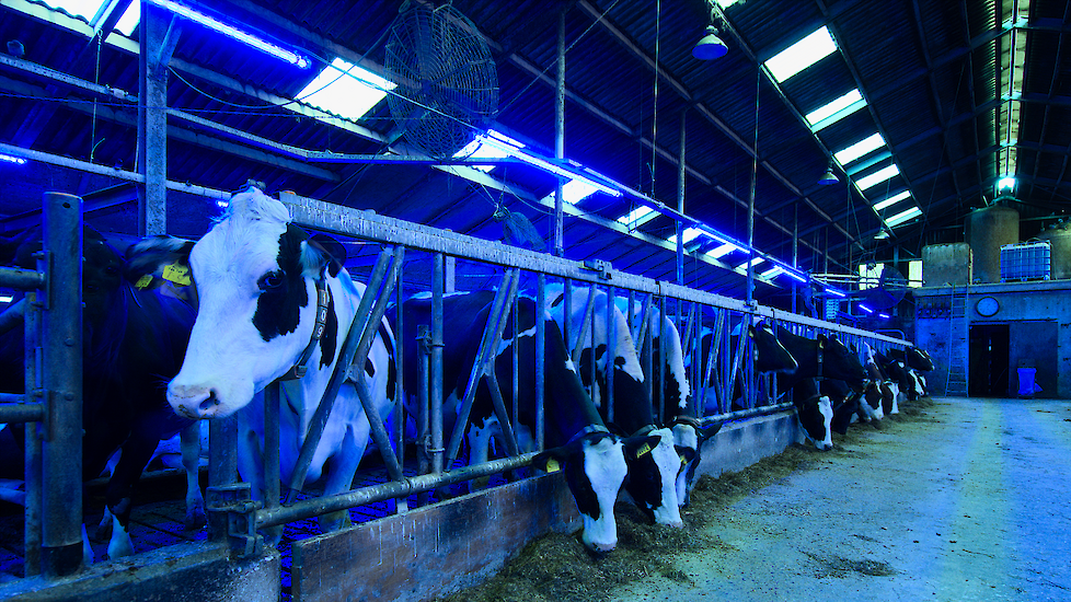 Koeien in stal met diverse soorten licht