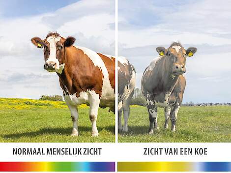 Een koe neemt de kleur rood niet waar