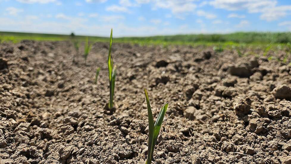 Droogte in je maisperceel - wat kun je doen | Tips van de teeltspecialist | LG Seeds