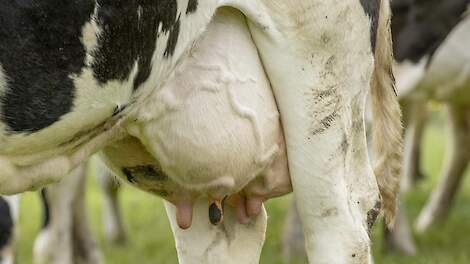 Uiergezondheid verbeteren begint met inzicht: 7 stappen naar minder mastitis