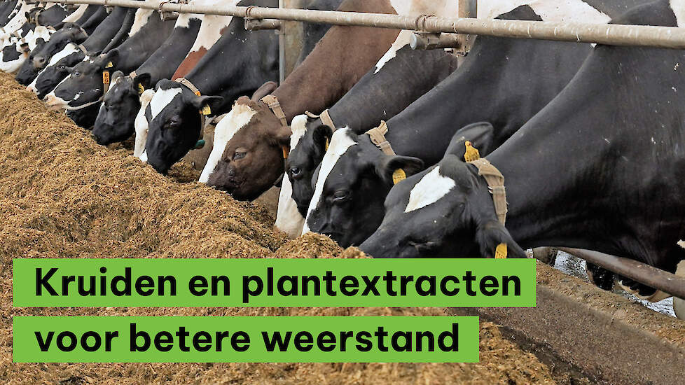 Kruiden en plantextracten zorgen voor een betere weerstand