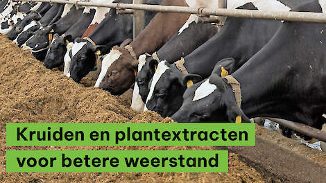 Kruiden en plantextracten zorgen voor een betere weerstand