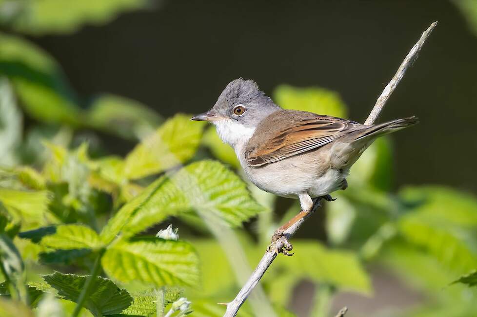 Net als de zwartkop verstopt ook de grasmus zich in de kroon van de houtwal voor predatoren.