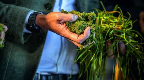 Grassa start proef met 50 melkveehouders: ‘Gras beter benutten met grasraffinage’