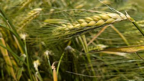 Hybride wintergerst heeft meerwaarde als rustgewas