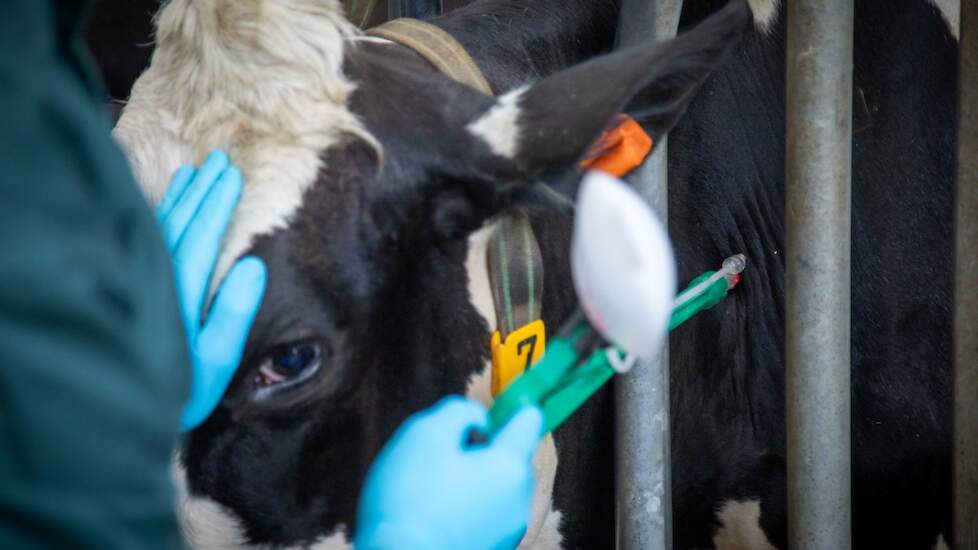 Vaccinatie tegen blauwtong gebeurt in Nederland op vrijwillige basis; in België is het verplicht.