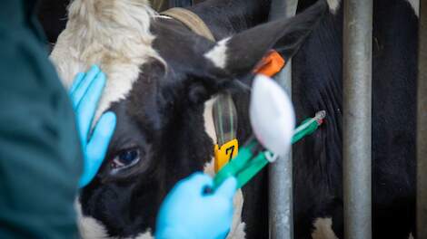 Belgen krijgen meer tijd voor enting tegen blauwtong en EHD