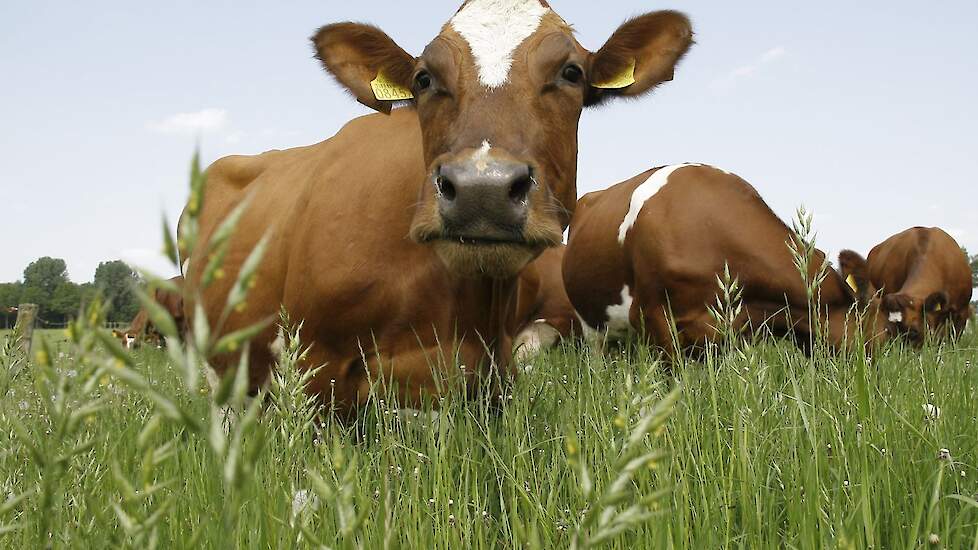 Beeld ter illustratie. Deze dieren zijn niet van het genoemde bedrijf.
