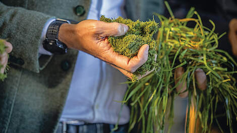 ‘Eiwit in gras beter benutten met behulp van grasraffinage’